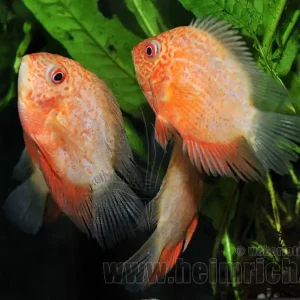 Neu Im Sortiment Cichlasoma serverum spec. Red Spotted, 9cm männl.