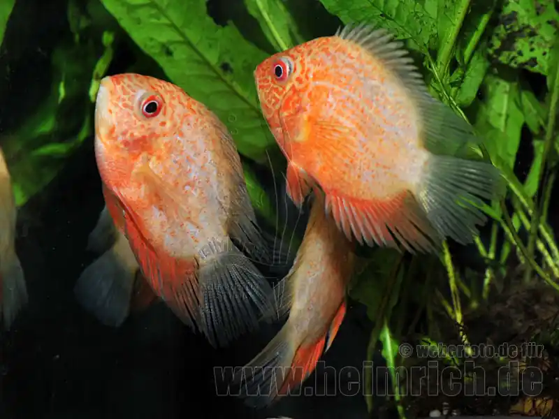 Nur Heute Cichlasoma serverum spec. Red Spotted, 9cm weibl.