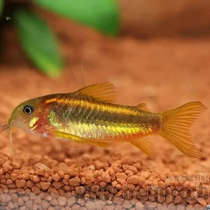 Nur Heute Corydoras aeneus spec. gold/smaragd striped, 4cm (Panzerwels)