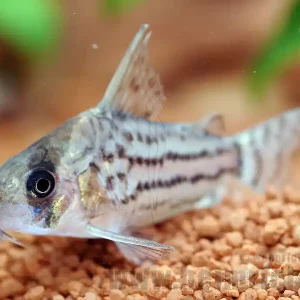 Preisreduziert Corydoras schwartzii, 3cm (Panzerwels)