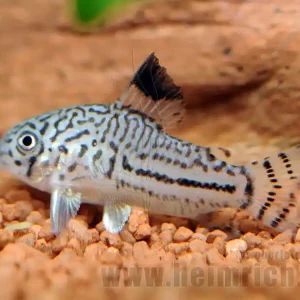 Preis Gesenkt Corydoras trilineatus, 3cm 5er-Zuchtgruppe (Dreilinien-Panzerwe