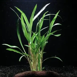 Nur Für Kurze Zeit Cryptocoryne albida