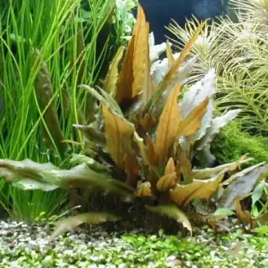 Neuheit Cryptocoryne beckettii