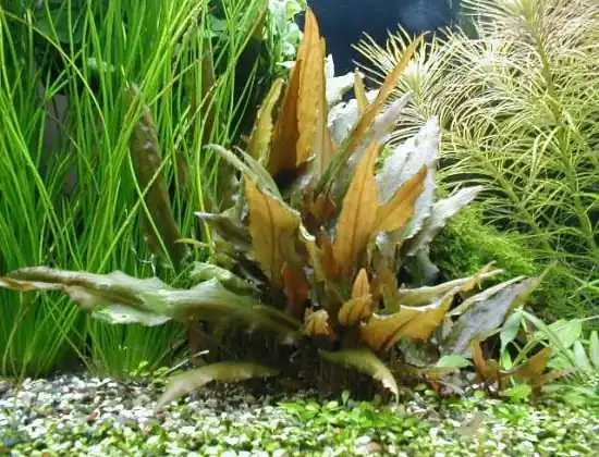 Neuheit Cryptocoryne beckettii