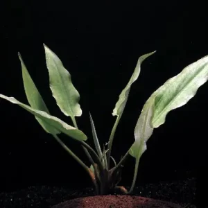 Super-Preis Cryptocoryne ciliata