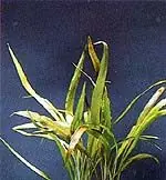 Mega-Angebot Cryptocoryne costata
