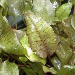 Preiswert Cryptocoryne nurii