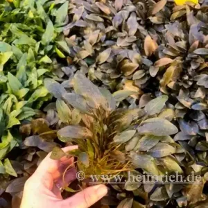 Preis Gesenkt Cryptocoryne wendtii, braun