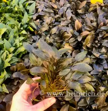 Preis Gesenkt Cryptocoryne wendtii, braun