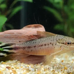 Abverkauf Dianema urostriata, lg (Schwanzstreifen-Panzerwels)