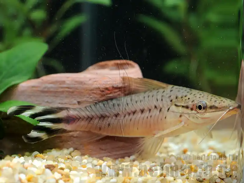 Abverkauf Dianema urostriata, lg (Schwanzstreifen-Panzerwels)