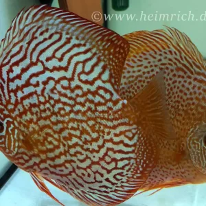 Meistverkauft Diskus Brilliant Türkis - Größe 6,5cm