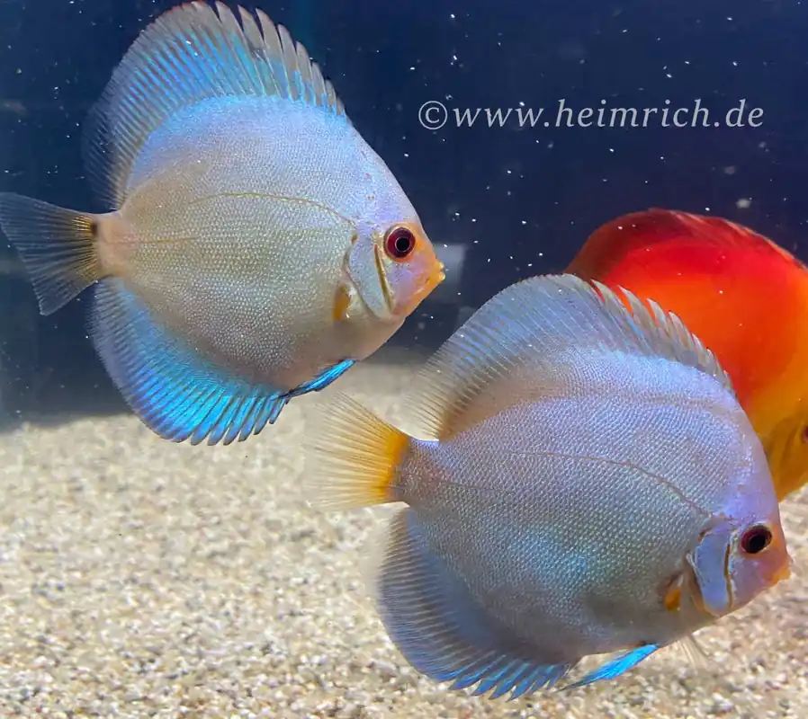 Neu Im Sortiment Diskus Diamond Blue,10cm