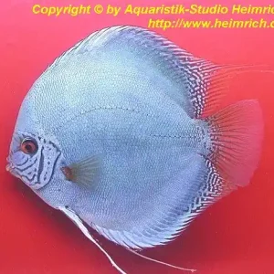 Aktuell Diskus Flächen Türkis - Größe 12cm