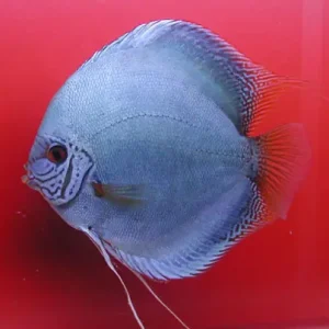 Wochenendangebot Diskus Kobalt - Größe Jumbo