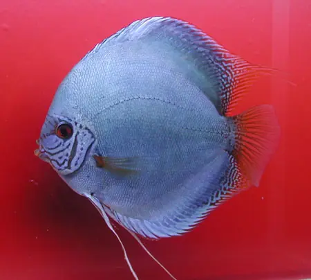 Wochenendangebot Diskus Kobalt - Größe Jumbo
