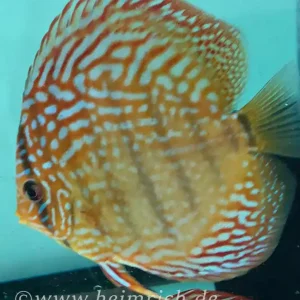 Schnäppchen Diskus Santarem - Größe 12cm