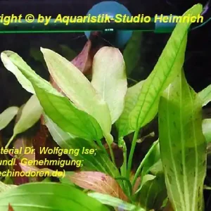 Preisknaller Echinodorus aschersonianus (Ascherson's Schwertpflanze)