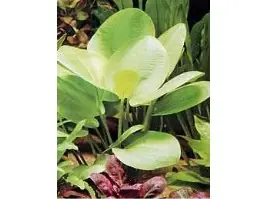 Mega-Angebot Echinodorus cord. 'Yellow Sun' (Schwertpflanze, spec. Yellow Sun