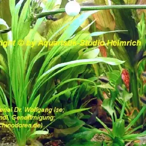 Sichere Zahlung Echinodorus decumbens (Schmalblättrige Schwertpflanze)