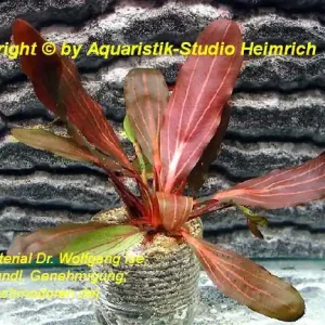 Neu Echinodorus 'DEEP PURPLE'