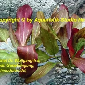 Echinodorus Dschungelstar Nr. 2, XXL (E02 Echin. Kleiner Bär, Fa. Markenware