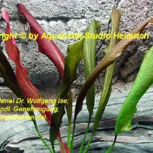 Aktuell Echinodorus Dschungelstar Nr.16 (E16 Echin. Rote Mamba; Fa. Denn