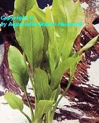 Direkt Vom Hersteller Echinodorus E100 (Große Amazonas-Schwertpflanze, Fa.Dennerle)