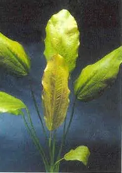 Neu Im Sortiment Echinodorus E131 (Echinodorus rose, Fa.Dennerle)