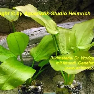 Jetzt Bestellen Echinodorus E34
