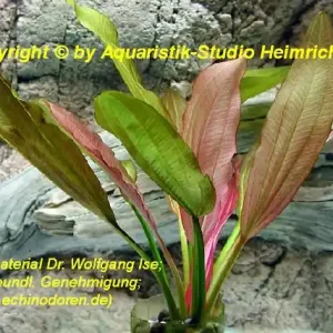 Abverkauf Echinodorus 'EUROPA'