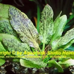 Super-Preis Echinodorus 'FELIX' (attraktive Zuchtform)