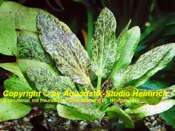 Super-Preis Echinodorus 'FELIX' (attraktive Zuchtform)