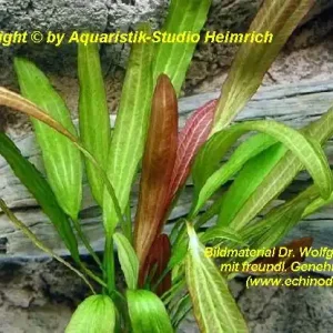 Garantierte Lieferung Echinodorus 'GOLDFINGER'