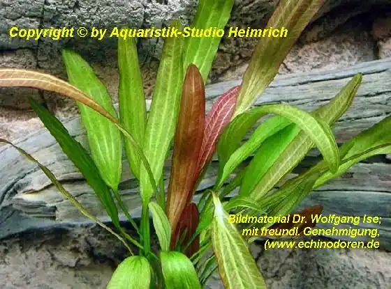 Garantierte Lieferung Echinodorus 'GOLDFINGER'