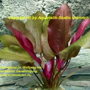 Echinodorus 'Hansestadt Rostock' Preisknaller