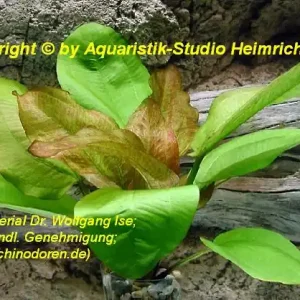 Preisknaller Echinodorus 'IPICA'