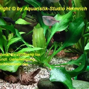 Super-Preis Echinodorus portoalegrensis