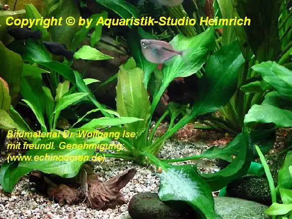 Super-Preis Echinodorus portoalegrensis
