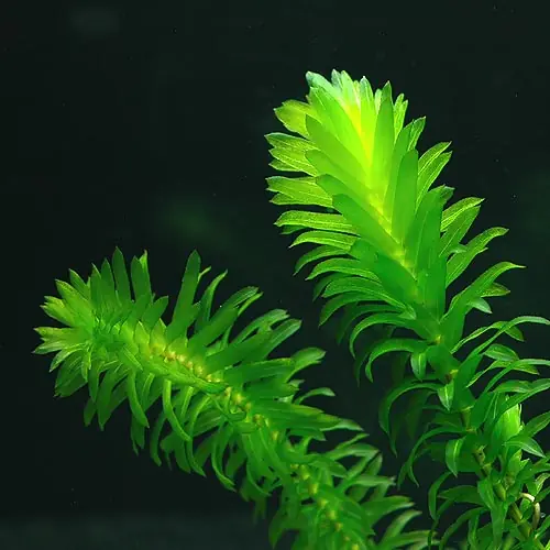 Meistverkauft Egeria densa