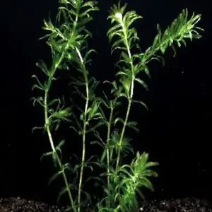 Top-Angebot Egeria nuttalii