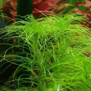 Eriocaulon setaceum Rabatt