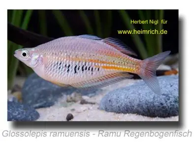 Glossolepis ramuensis (Ramu Regenbogenfisch) Sonderangebot