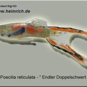 Sonderangebot Guppy, Endler Doppelschwert (Poecilia wingei)