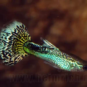 Top-Angebot Guppy, Farbschlag Cobra-Grün