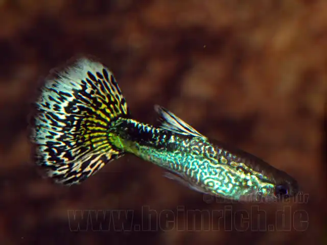 Top-Angebot Guppy, Farbschlag Cobra-Grün
