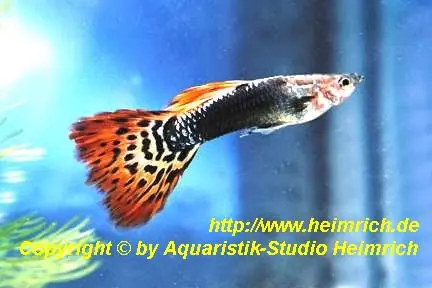 Echt Guppy, Farbschlag Dark Mosaik