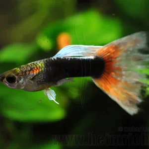Ausverkauf Guppy, Farbschlag Dark Red