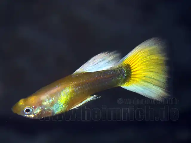 Guppy, Farbschlag GELB PLATIN Wochenendangebot
