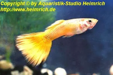 Meistverkauft Guppy, Farbschlag Golden Sun